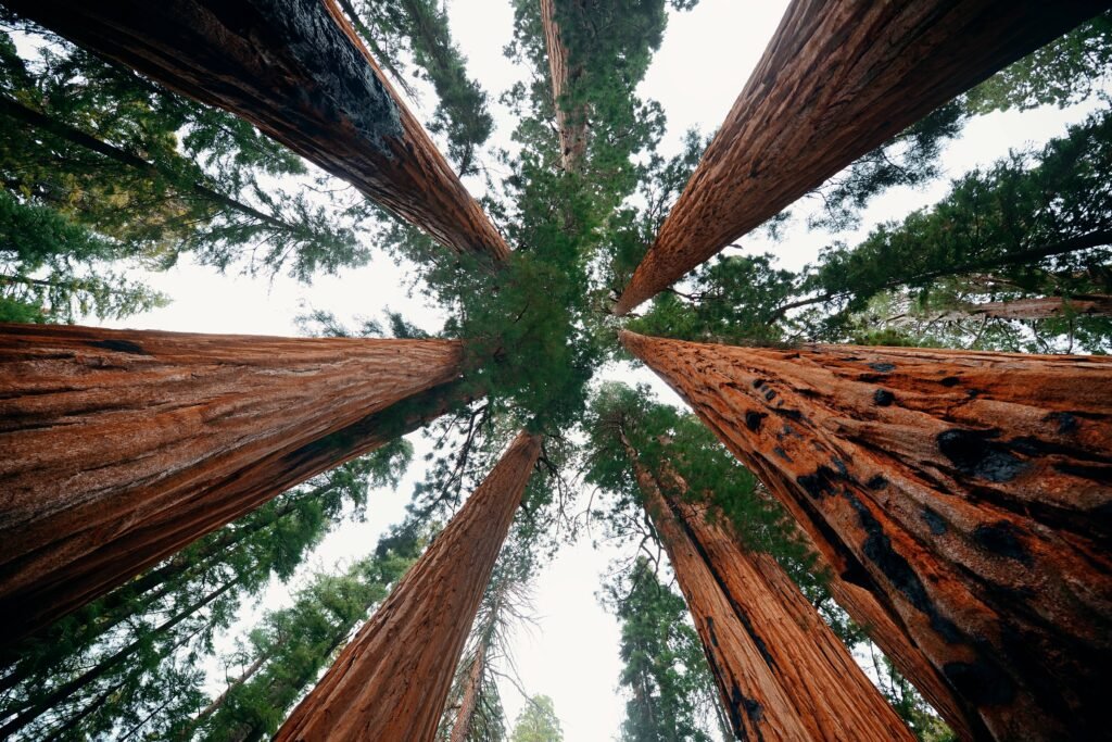 Sequoia National Park, California